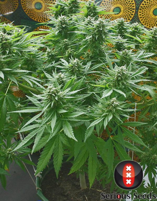 Biddy Early (Serious Seeds) feminised or regular