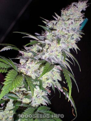 Black Domina (Bulk Passion) feminisiert