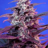 Bloody Skunk (Sweet Seeds), autoflowering Samen