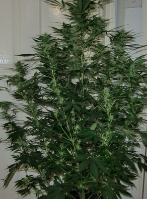 Blue Auto Mazar (Dutch Passion), 3 feminised seeds