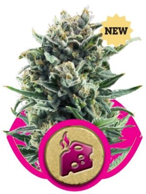 Blue Cheese (Royal Queen Seeds), 3 feminised seeds