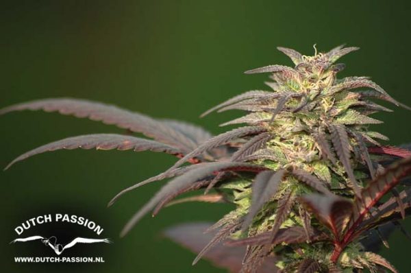 Blueberry (Dutch Passion), feminised seeds