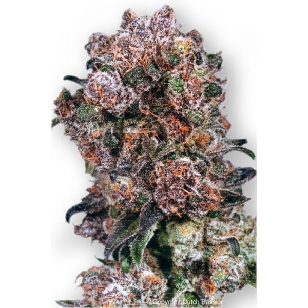 Blueberry (Dutch Passion), feminised seeds