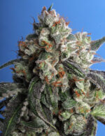 Burmese Kush (T.H. Seeds), 5 oder 10 feminisierte Samen