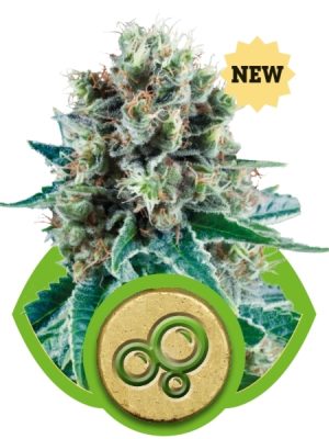 Bubble Kush Automatic (Royal Queen Seeds), 5 automatic Seeds