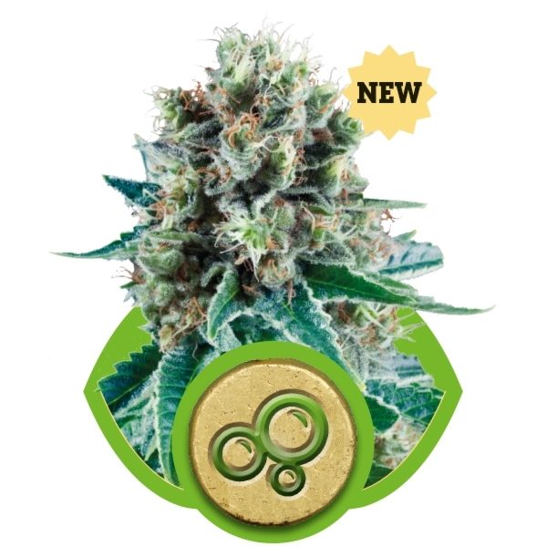 Bubble Kush Automatic (Royal Queen Seeds), 5 automatic Seeds