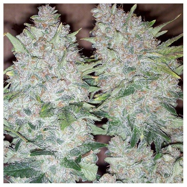 Bubblelicious (Nirvana) 5 feminised seeds