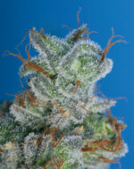Burmese Kush (T.H. Seeds), 5 oder 10 feminisierte Samen