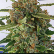 CBD + Critical #47 (Positronics), 1 oder 5 feminisierte Samen