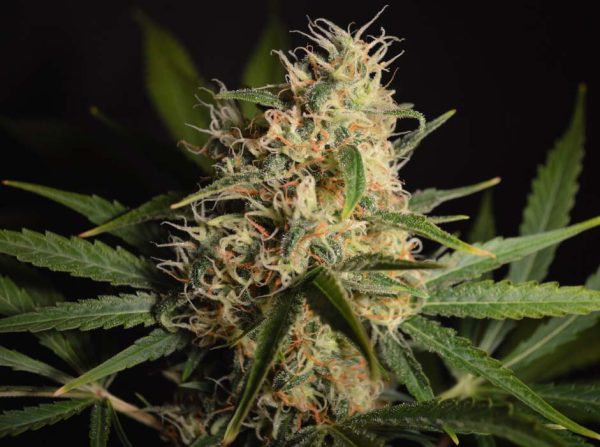 CBD Queen (Cannamed), feminised seeds