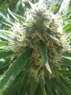 CBD Queen (Cannamed), feminised seeds