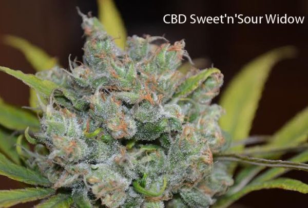 CBD Sweet and Sour Widow (CBD Crew), 5 regular Seeds