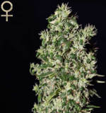 Caboose (Strain Hunters), feminisierte Samen