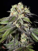 Caboose (Strain Hunters), feminisierte Samen