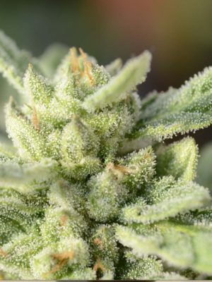 Cannagetica Auto (Cannamed), feminised automatic seeds