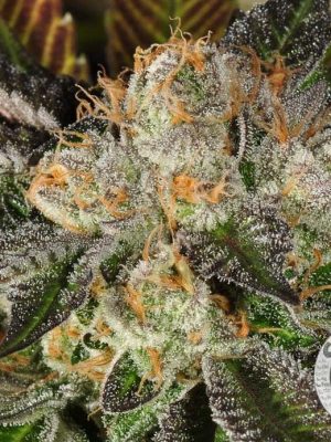 Cannagetica (Cannamed), feminised seeds