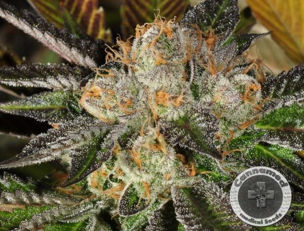 Cannagetica (Cannamed), feminised seeds