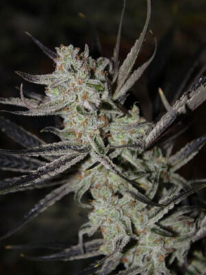Chernobyl (TGA Subcool), 5 oder 10 regular Seeds