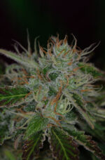 Chernobyl (TGA Subcool), 5 oder 10 regular Seeds
