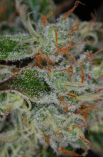 Chernobyl (TGA Subcool), 5 oder 10 regular Seeds