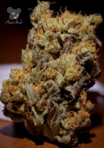 Chocolate Haze (Anesia Seeds), 3 feminisierte Samen