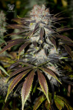 Chocolate Haze (Anesia Seeds), 3 feminisierte Samen