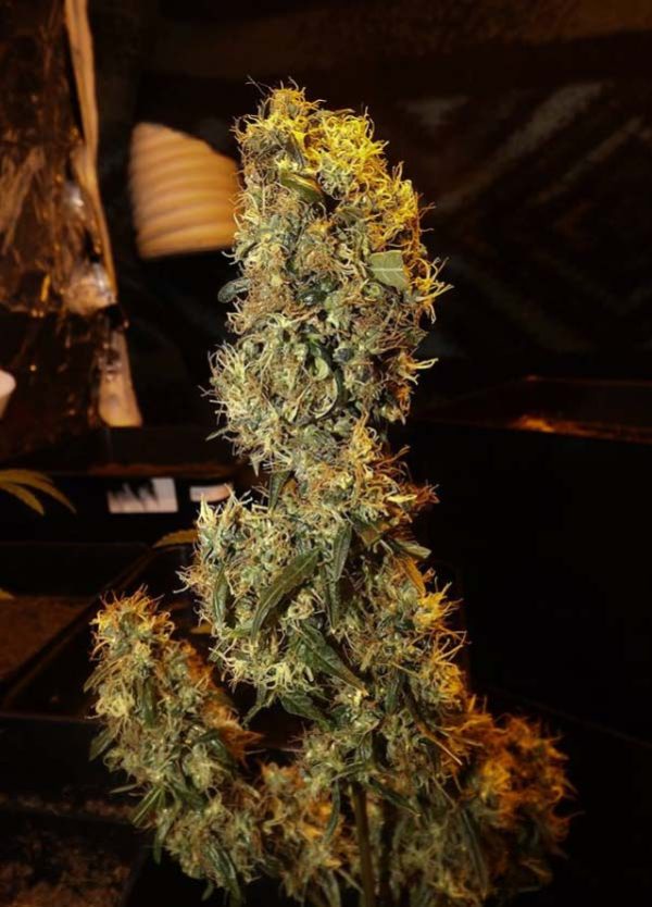 ComPassion (Dutch Passion), feminised seeds
