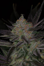 Qrazy Train (TGA Subcool), 5 oder 10 regular Seeds