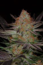 Qrazy Train (TGA Subcool), 5 oder 10 regular Seeds