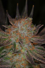 Qrazy Train (TGA Subcool), 5 oder 10 regular Seeds