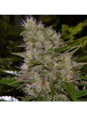 Critical Mass (Mr. Nice) 15 regular Seeds