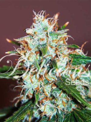 Critical Neville Haze 2.0 (Delicious Seeds), 5 feminised seeds
