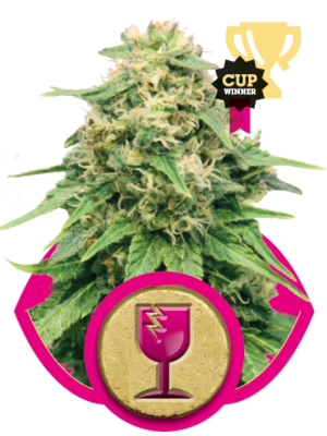 Critical (Royal Queen Seeds), 3 feminised seeds