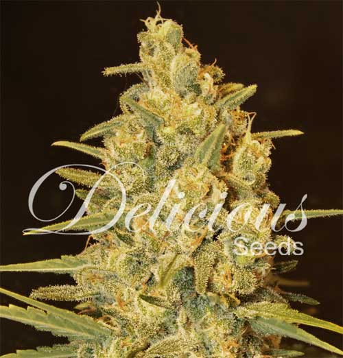 Critical Sensi Star (Delicious Seeds), 5 feminised seeds