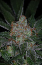 Dr. Who (TGA Subcool), 5 oder 10 regular Seeds