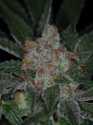 Dr. Who (TGA Subcool), 5 oder 10 regular Seeds