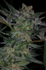 Dr. Who (TGA Subcool), 5 oder 10 regular Seeds