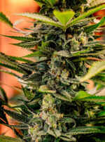 Dr. Who (TGA Subcool), 5 oder 10 regular Seeds