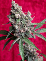 Dancehall (Reggae Seeds), 7 regular Seeds, CBD-Strain