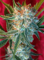Dancehall (Reggae Seeds), 7 regular Seeds, CBD-Strain