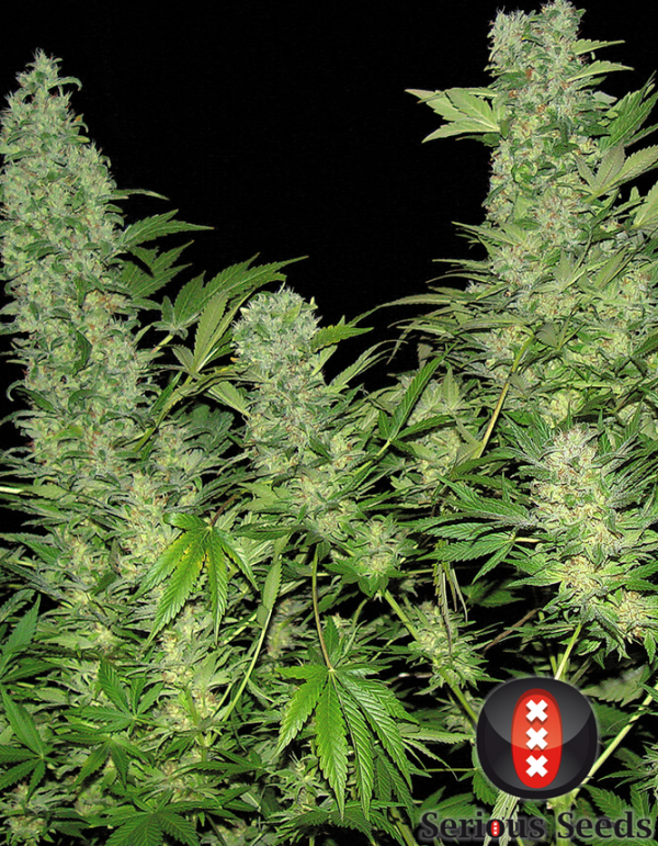 Double Dutch (Serious Seeds) feminised or regular