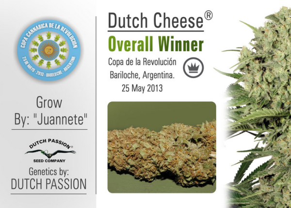 Dutch Cheese (Dutch Passion), 3 semillas feminizadas