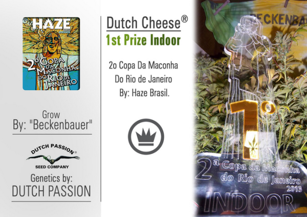 Dutch Cheese (Dutch Passion), 3 feminisierte Samen