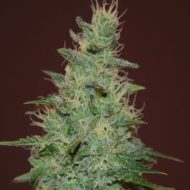 El Alquimista Auto (Samsara Seeds), autoflowering Samen