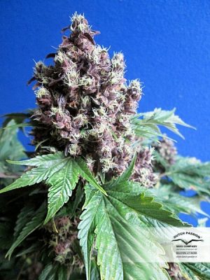 Frisian Duck (Dutch Passion), 3, 5 or 10 feminised seeds