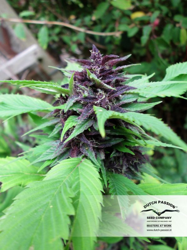 Frisian Duck (Dutch Passion), 3, 5 or 10 feminised seeds