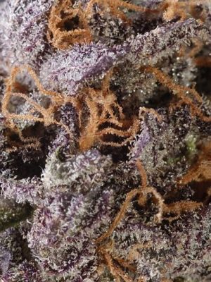 GrandDaddy Purple (Grand Daddy Purp Genetics), 10 regular Seeds