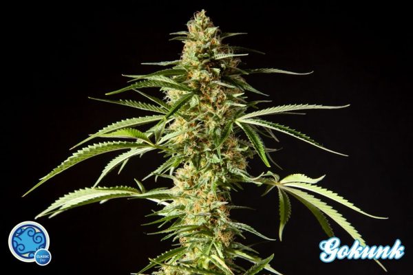 Philo Mix by Philosopher Seeds, 12 feminised seeds
