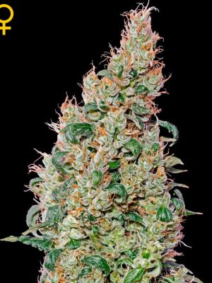 Green-O-Matic (Green House Seeds), autofeminised seeds