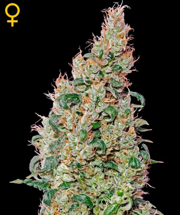Green-O-Matic (Green House Seeds), autofeminised seeds
